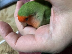 【お題日記】もし1日だけ動物になれるなら何になる？