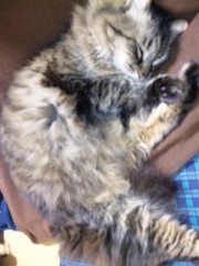 顔写真分析やってみました(*^^)v