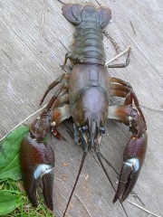 ウチダザリガニ