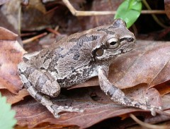 カエルぴょこぴょこみぴょこぴょこ