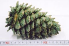 秋ですねぇ(*ﾟ∀ﾟ)