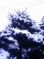 雪が降りました(ﾟДﾟ)