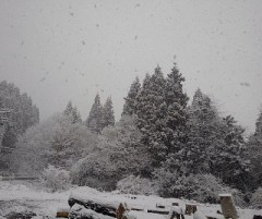 【お題日記】今何冊マンガ持ってる？