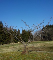 【お題日記】生き様がかっこいいと思う人