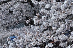 【お題日記】一番なりたいアニメキャラは？