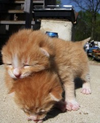 アイムハングリー