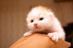 猫エネルギー不足