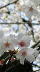 【お題日記】本当の自由って何だろう？