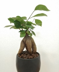 【お題日記】こんなSEXは燃えちゃう