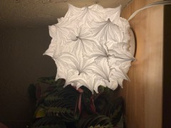 【お題日記】最近のAV事情