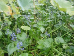 こんな花だよミズアオイ