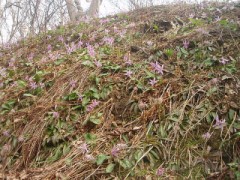 カタクリの大群落を見てきました～