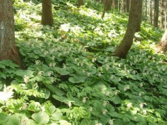 自然大好きな話