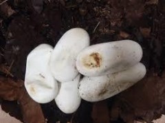 何だと思ったら・・・蛇の卵