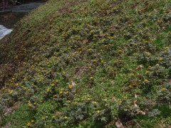 福寿草が咲き出しました