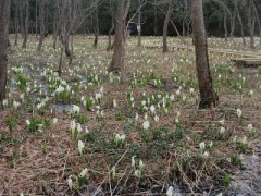 堪能しましたよ～　福寿草・水芭蕉