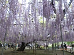 藤棚の天然記念物見てきました。