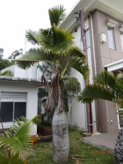 【お題日記】オリンピックのチケット買った？