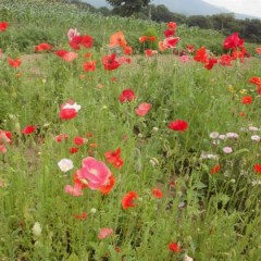 【お題日記】本棚にどんな本置いてる？