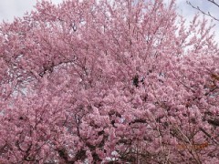 目の前の公園の桜