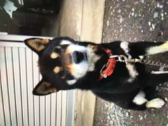 【お題日記】お気に入りの動物動画貼って♪