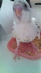 インコちゃん。