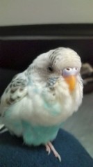 【お題日記】恋愛スタイル、肉食系？草食系？