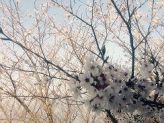 【お題日記】春に食べたくなるものって何ですか？