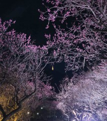 梅って夜見るのも綺麗ですね