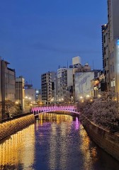 夜桜のつもりが、完全に夜景でした