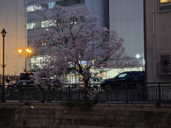 今週末、桜満開かな？
