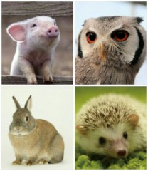 【お題日記】犬・猫以外で飼ってみたい動物