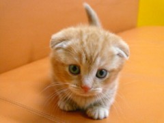 【お題日記】お気に入りの動物動画