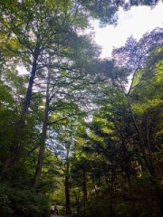 山の匂いと川の音