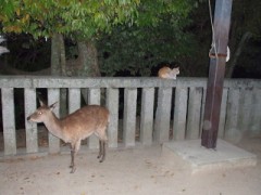 おもちは何で食べますか？