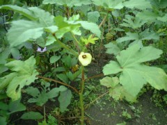 ひなあられは食べましたか？