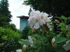 花、ではなく鼻が。。。