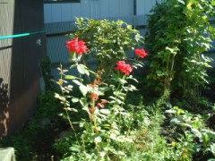 何が食べたいのかなぁ