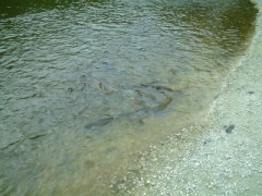 じゅー、もくもく