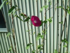 ぽちっと押されてますよ