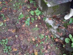 吸引力のおちないー