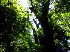 ふと思い浮かんだのは