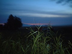 見かけない、都市伝説じゃないの？