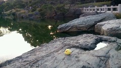 石の道のひよこです