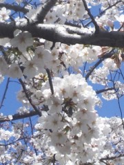 桜写メ(^ー^ )