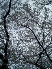 太巻きはむずいね