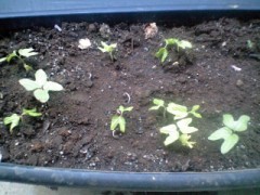 今年もにょきにょき