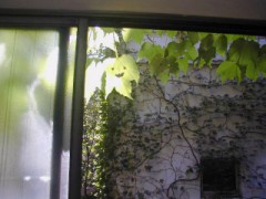 風に揺れる笑顔