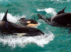 鯨、鯱、海豚　まとめ