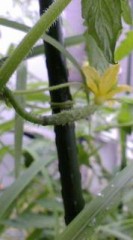 元気な…チョメチョメ